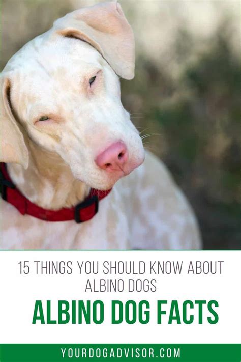 Albino Dog Guide 15 Things To Know About Albino Dogs Your Dog Advisor