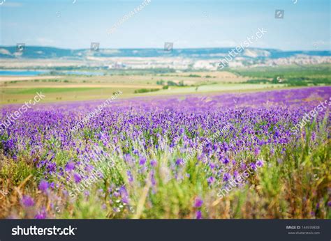 Lavender Flowers Sunset Over A Summer Purple Lavender