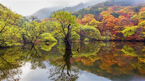 Autumn Trees With Autumn Leaves Reflection In Water Cheongsong South