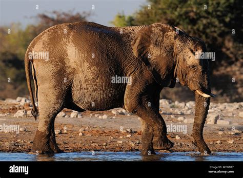 African Elephant Have A Mud Bath Etosha Nationalpark Namibia