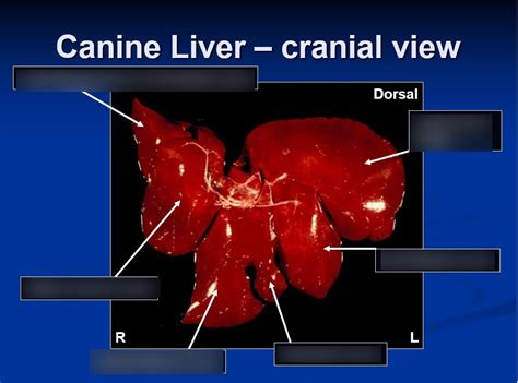 Canine Liver Cranial View Diagram Quizlet