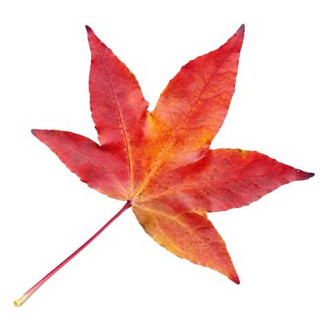 Autumn Leaf Png Image For Free Download