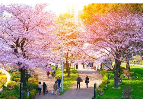 Cherry Blossoms In Tokyo 12 Of The Citys Best Places For Sakura In