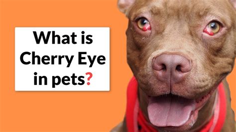 What Is Cherry Eye In Pets Symptoms Causes And Treatments Youtube