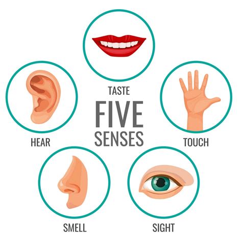 Diagrams Of Sense Organs