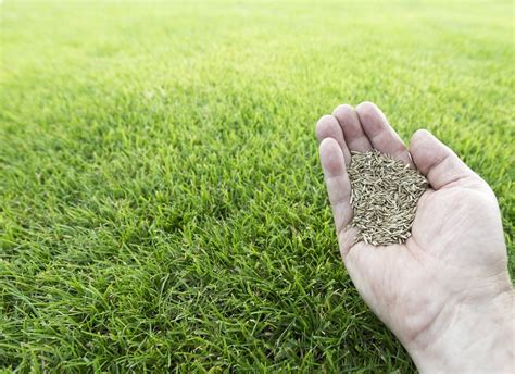 Planting Tall Fescue Grass Seed Steps Explained Aatb Inc