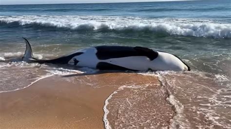 Cause Of Death Identified In Orca Whale Off Floridas East Coast