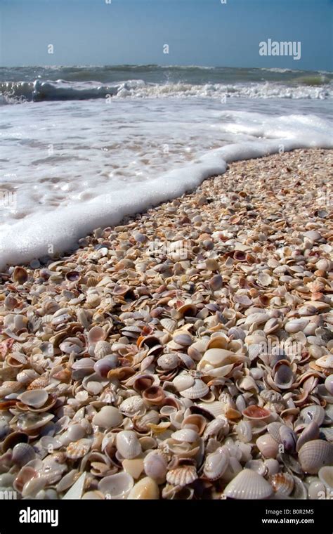 Seashells On The Beach At Sanibel Island On The Gulf Coast Of Florida