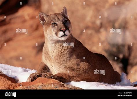 Puma Felis Concolor Uinta National Forest Utah Usa Stock Photo Alamy