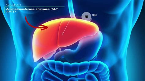 Liver Function Tests Explained Normal Low And High Levels And Results