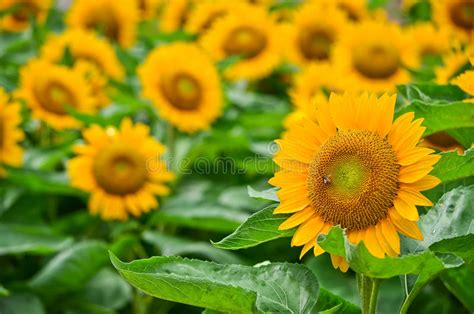 Beautiful Yellow Sunflower Closeup Stock Image Image Of Natural