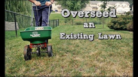 Spread 1/4 of the seed over the entire lawn area. How To Overseed An Existing Lawn - Fall Lawn Renovation and Overseeding Step 4 - YouTube