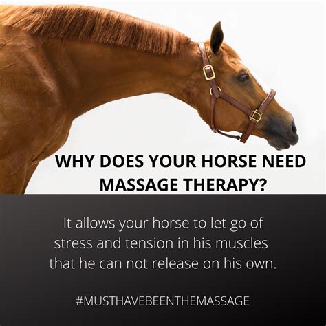 Equine Massage Therapy Equine Massage Equine Massage Therapy