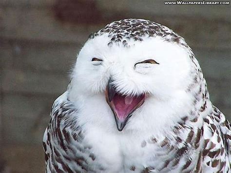 Free Download Funny Owl Wallpaper Desktop Funny Animal 1024x768 For