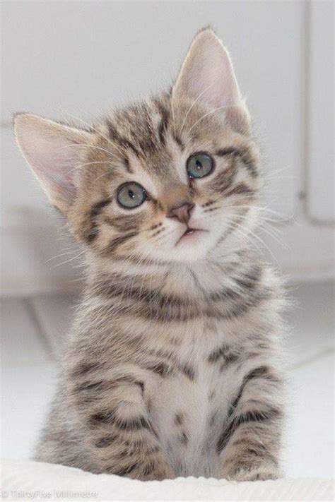 Kitten With Images Kittens Cutest Cute Cats And Kittens Cute Cats