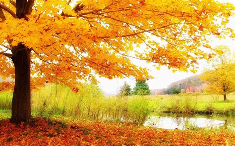 Free Download Wallpapers Autumn Scenery Desktop Wallpapers 1600x1000