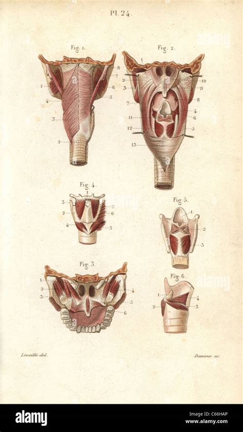 Muscles Du Pharynx Et Du Larynx Photo Stock Alamy
