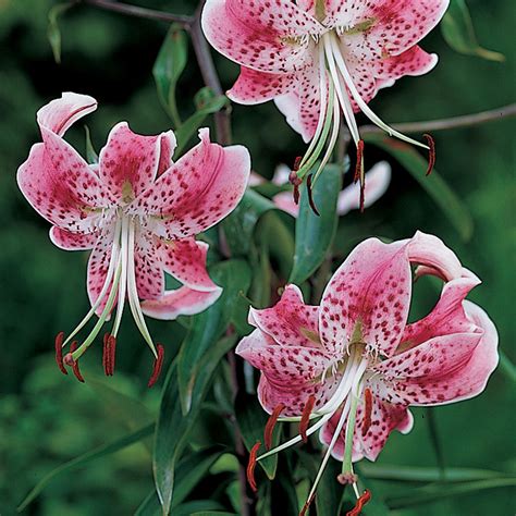 Lilium Speciosum Rubrum Lilies Mcclure And Zimmerman