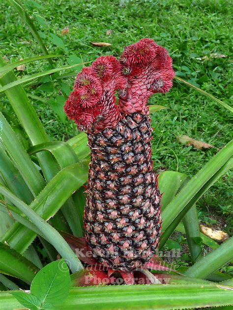 The leaves are waxy, have upturned spines on the margins and may be. Double - headed Pineapple | Kelvin Marshall Nature ...