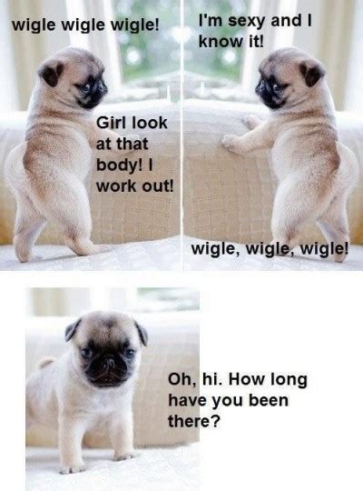 Hilarious Dog Pic Lol Best Funny Jokes And Hilarious Pics 4u