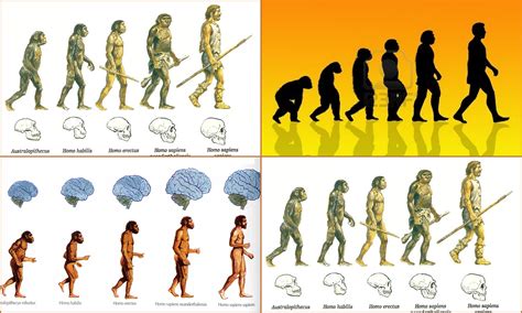 Evolucion Del Hombre Evolucion Del Hombre Evolucion Humana Evolucion