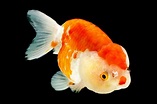 Ranchu (Gold Fish) | Goldfish pond, Goldfish, Aquarium fish