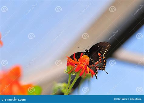 Nell Ambito Del Lato Di Una Farfalla Di Swallowtail Fotografia Stock