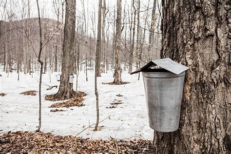 Maple Tree Sap Bucket Stock Photos Pictures And Royalty Free Images Istock