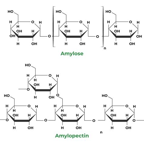 Difference Between Amylose And Amylopectin