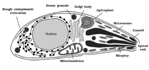 Ultrastructure Of A Toxoplasma Gondii Tachyzoite Reproduced With