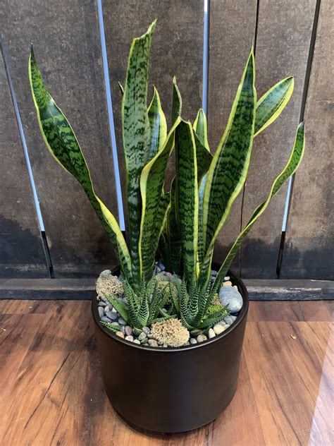 Snake Plant And Succulents By Floral Art And Decor