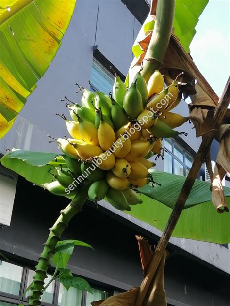 Healthy Nurul Beauty Harvesting Pisang Emas Banana Fruits