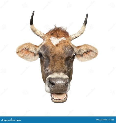 Brown Jersey Cow Horned With Horns And A Blue Rope And A Ring In His