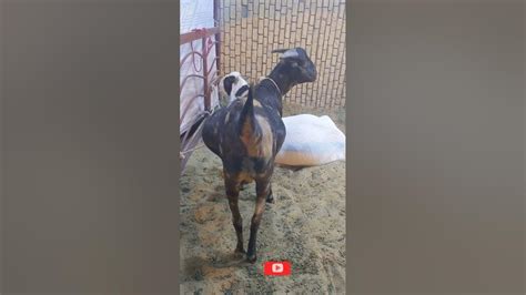 Surti Goat 2023 Youtube