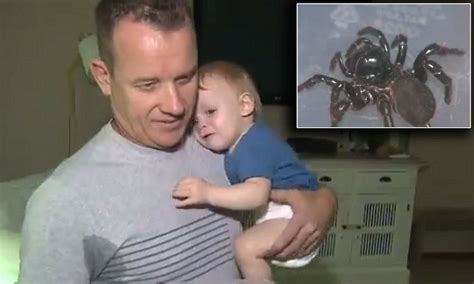 Queensland Toddler Has Close Call With Deadly Spider