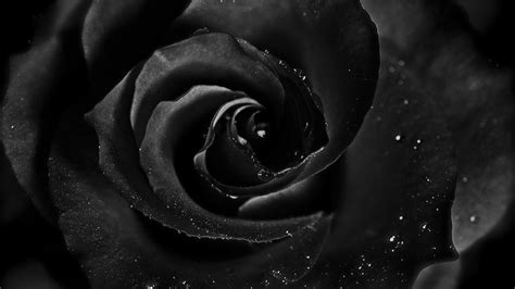 Black Roses Desktop Wallpapers Wallpaper Cave