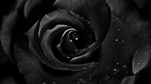 Black Roses Desktop Wallpapers - Wallpaper Cave