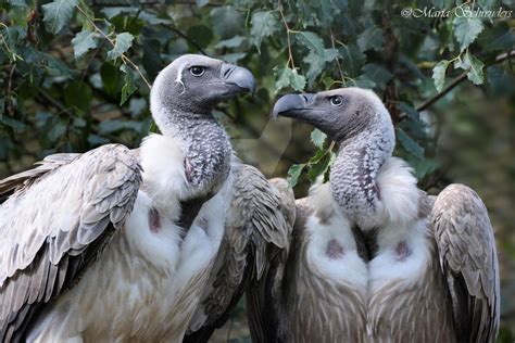 A Beautiful Pair Of White Backed Vultures By Scarabscorner On Deviantart
