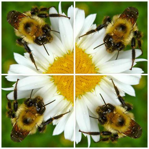 Daisy And Bee Collage Photograph By Jean Wright Pixels