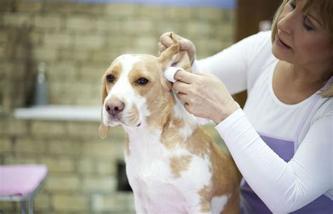 12 Jobs Working With Animals That Actually Pay Pretty Well