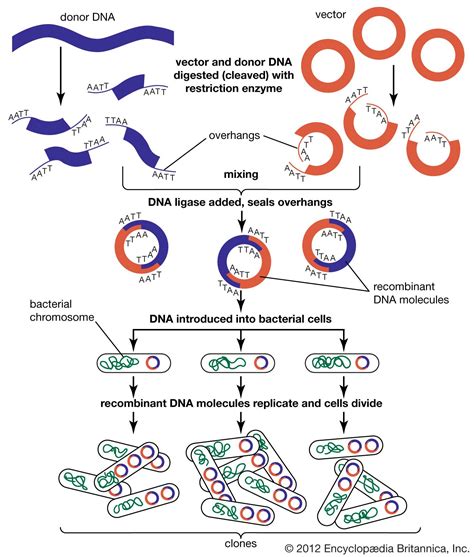 Recombinant DNA Definition Steps Examples Invention Britannica