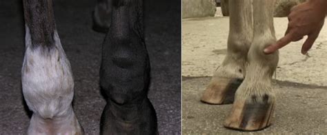 Wind Puffs In Horses Puffiness Around Horses Ankle