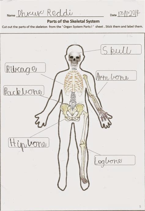 The Skeletal System Worksheet