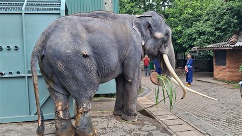 Sri Lanka’s Hour Of Shame Rescued Thai Tusker Returns Home Economynext