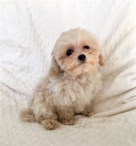 Teacup Maltipoo Puppy For Sale Light Apricot Iheartteacups