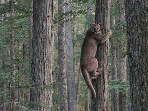 A Cougar Climbs A Tree Next To A Bike Trail On Blackcomb Mountain
