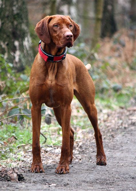 Our Hungarian Vizsla Vizsla Dogs Vizsla Dogs