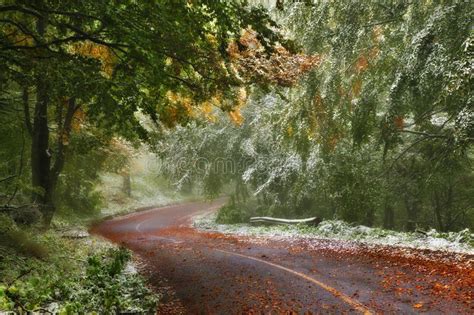 606353 Forest Road Photos Free And Royalty Free Stock Photos From