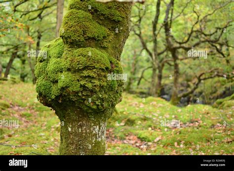 Ball Of Lichen Hi Res Stock Photography And Images Alamy