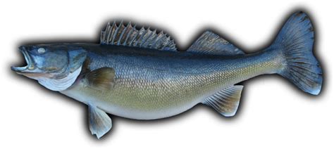 Walleye Fish Mount And Fish Replicas Coast To Coast